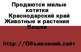 Продаются милые котятки - Краснодарский край Животные и растения » Кошки   